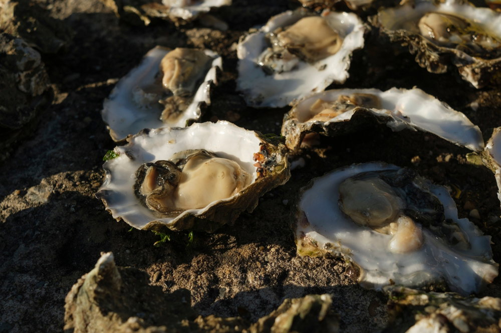 Verse oesters in het wild