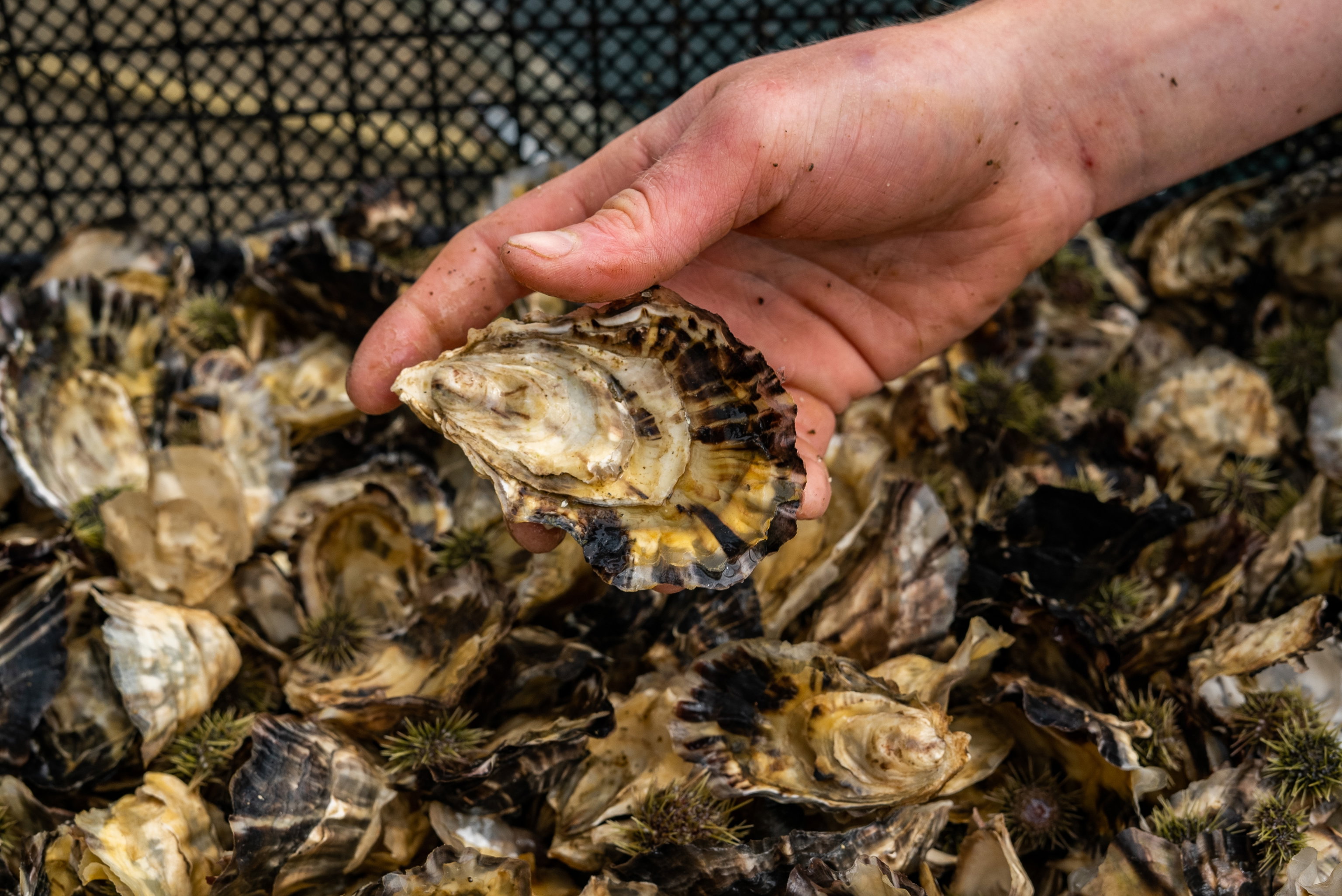 Oesters rapen met hand